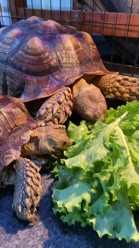 Eating tortoise Stock Footage 276568397