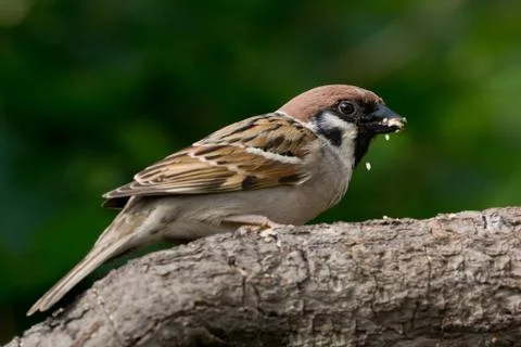 Eating Tree Sparrow Stock Photos