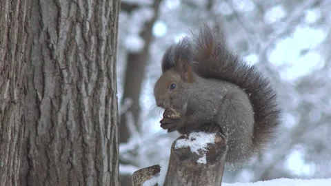 Eating Walnuts in the Trees: The Hokkaido Squirrel 库存影片 333149697