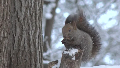 Eating Walnuts in the Trees: The Hokkaido Squirrel Stock Footage 333149701