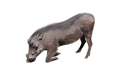 Eating warthog Stock Photos