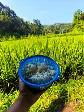 Eating while looking at the view of the rice fields Foto stock