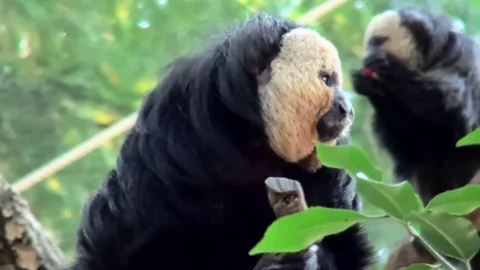 Eating White-faced saki (Pithecia pithecia) Video stock 82491069