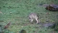 Eating wolf in grassy area HD Footage