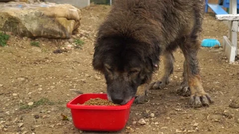 Eats dog food Stock Footage 224127901