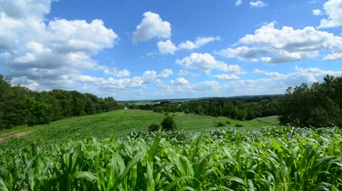 Eau Claire Wisconsin farming corn fields farm in hills of outside the country Stock Footage