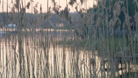 Eautiful view of the river at sunset through the sedges Stock Footage 276722983