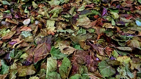 Eaves of different colors slow motion movement camera autumn background Stock Footage 98419074