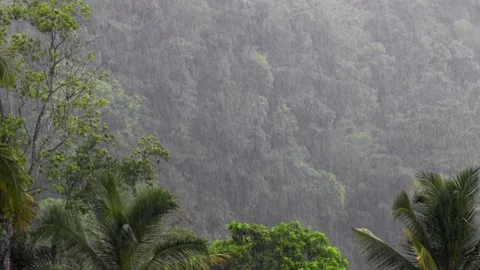 Eavy rain falling in tropical forest. Driving rain in jungle Video stock 261702902