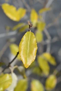 Ebbinges silverberry Stock Photos