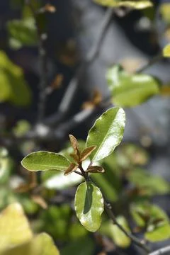 Ebbinges silverberry Stock Photos