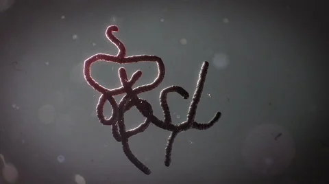 Ebola black virus in dark background Vidéo 40688323