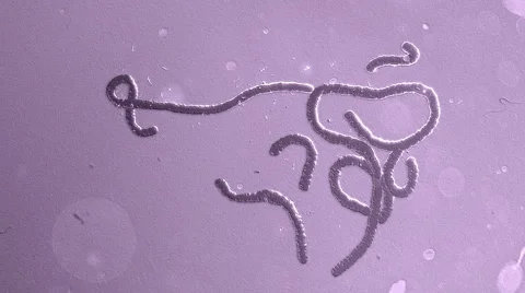 Ebola moving in violet background Stock Footage 40727995