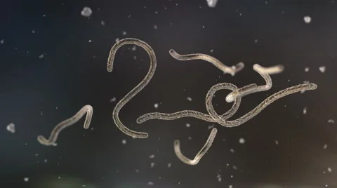 Ebola virus 4k Stock Footage 42775767