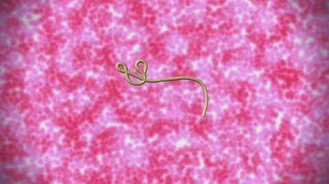 Ebola Virus Animation Stock Footage 42677084