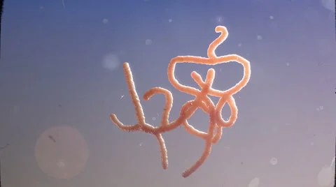 Ebola virus in blue background Stock Footage 40677348