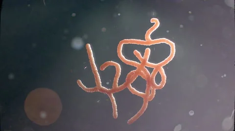 Ebola virus in dark background Vidéo 40673264