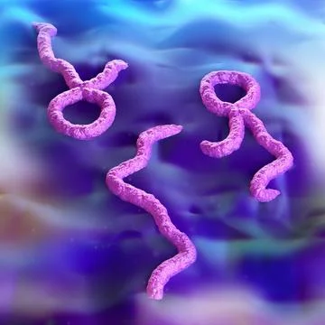 Ebola Virus Stock-Illustration