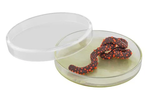 Ebola virus model in Petri dish for infectious disease research. 3D rendering Stock Illustration
