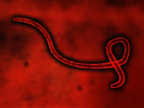 Ebola virus particle イラスト素材