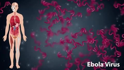 Ebola Virus Pathogen Animation with Human Anatomy Diagram Stock Footage 342471153