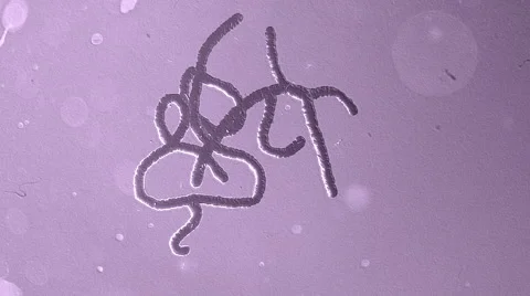 Ebola virus in violet background microscope Stock Footage 40688066