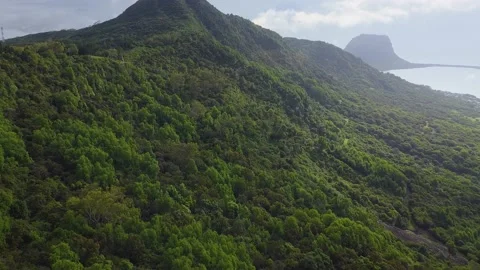 Ebony Forest below the Mountain Stock Footage 147937874