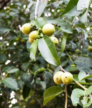 Ebony fruit and leaf on tree in thailand Stock Photos