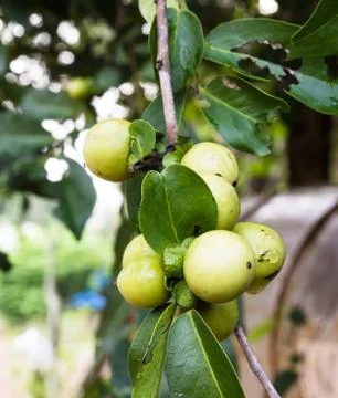Ebony fruit and leaf on tree in thailand Stock Photos