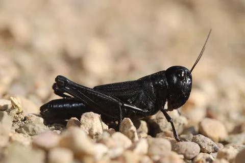 Ebony Grasshopper Foto stock