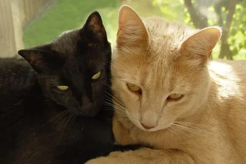Ebony &amp; ivory Stock Photos