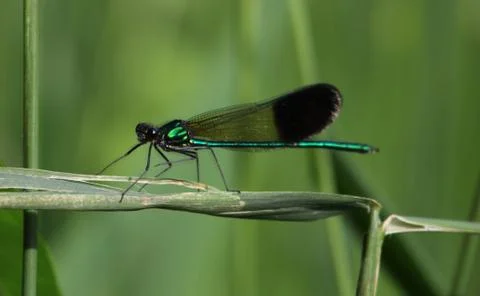 Ebony Jewelwing Stock Photos