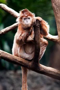 Ebony langur monkey Stock Photos