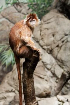 Ebony Langur monkey Stock Photos