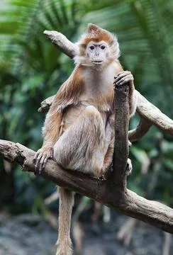 Ebony Langur Monkey Stock Photos