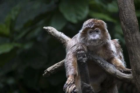 The Ebony Langur (Trachypithecus auratus). Stock Photos