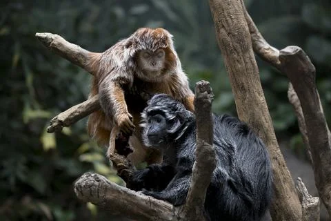 The Ebony Langur (Trachypithecus auratus). Stock Photos