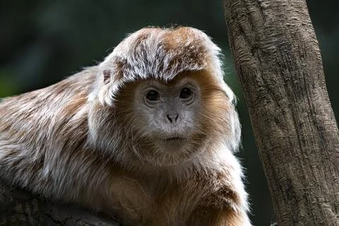 The Ebony Langur (Trachypithecus auratus). Stock Photos