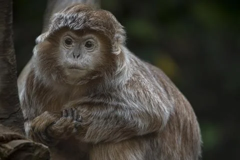 The Ebony Langur (Trachypithecus auratus). Stock Photos