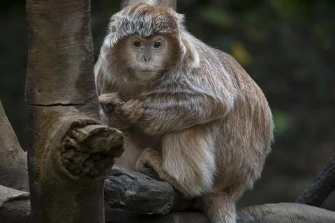 The Ebony Langur (Trachypithecus auratus). Stock Photos