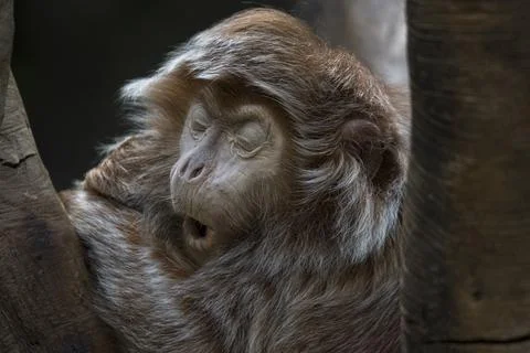 The Ebony Langur (Trachypithecus auratus). Stock Photos