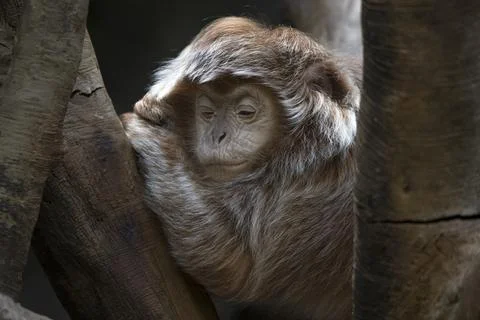 The Ebony Langur (Trachypithecus auratus). Stock Photos