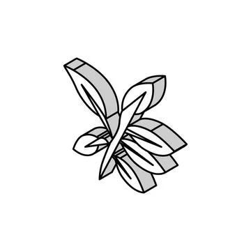 Ebony leaf isometric icon vector illustration Stock Illustration