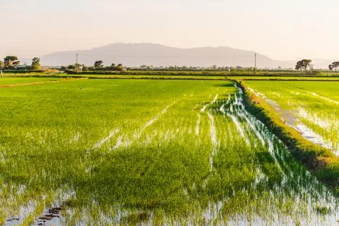 Ebro Delta rice fields with young rice plants growing in flooded paddies Stock Photos
