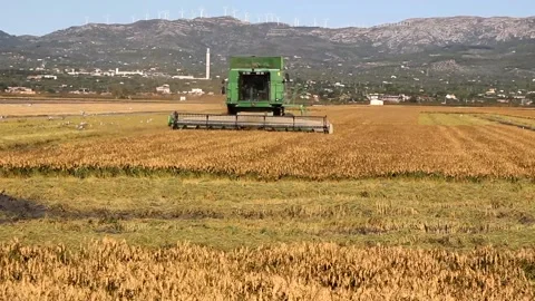 EBRO DELTA, SPAIN - october 13, 2020: harvest rice in Catalonia (northern Spa Stock Footage 158019988