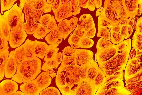 Ebru marbling effect surface pattern design for print Illustrazione stock