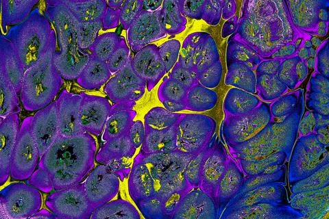 Ebru marbling effect surface pattern design for print Illustrazione stock