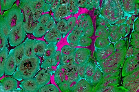 Ebru marbling effect surface pattern design for print Stock Photos