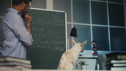 Eccentric scientist solving math problems at chalkboard, speaking to small dog Stock Footage 313493107