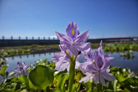 Eceng Gondok / Eichhornia crassipes Stock Photos